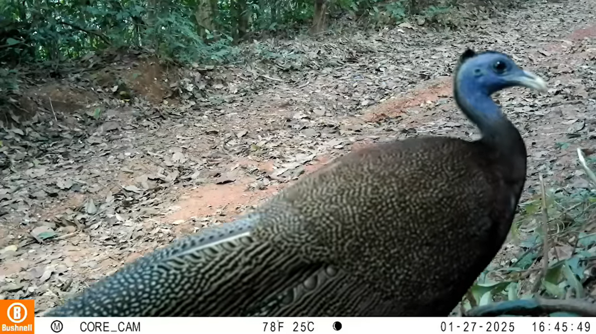 Rare pheasant seen on trail cameras at Thailand park: videos